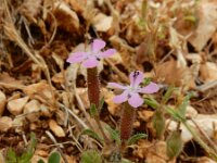 Saponaria aenesia