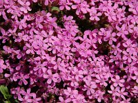 Saponaria ocymoides 40, Muurzeepkruid, Saxifraga-Harry Jans