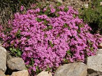 Saponaria ocymoides 41, Muurzeepkruid, Saxifraga-Harry Jans