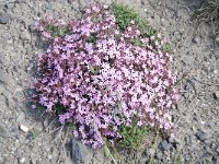 Saponaria ocymoides 44, Muurzeepkruid, Saxifraga-Luuk Vermeer