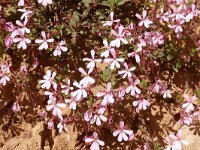 Saponaria ocymoides 46, Muurzeepkruid, Saxifraga-Hans Grotenhuis