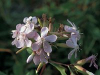 Saponaria officinalis 41, Zeepkruid, Saxifraga-Jan van der Straaten