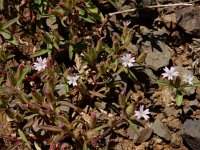 Saponaria orientalis