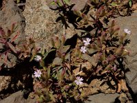 Saponaria orientalis 4, Saxifraga-Ed Stikvoort