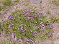 Saponaria pumila 11, Saxifraga-Luuk Vermeer