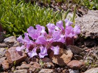 Saponaria pumila 13, Saxifraga-Luuk Vermeer