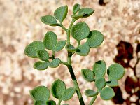 Sarcocapnos enneaphylla 3, Saxifraga-Sonja Bouwman  Sarcocapnos enneaphylla - Papaveraceae familie