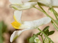 Sarcocapnos enneaphylla 4, Saxifraga-Sonja Bouwman  Sarcocapnos enneaphylla - Papaveraceae familie