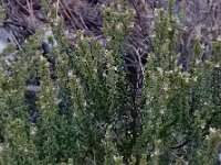 Satureja cuneifolia