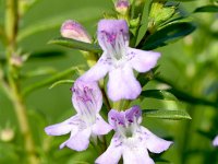 Satureja spinosa 2, Saxifraga-Sonja Bouwman  Satureja spinosa - Lamiaceae familie