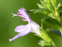 Satureja spinosa 3, Saxifraga-Sonja Bouwman  Satureja spinosa - Lamiaceae familie