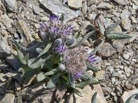 Saussurea alpina ssp depressa 9, Saxifraga-Harry Jans