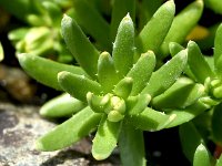 Saxifraga aizoides 92, Saxifraga-Sonja Bouwman  Gele bergsteenbreek - Saxifraga aizoides - Saxifragaceae familie