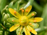 Saxifraga aizoides 93, Saxifraga-Sonja Bouwman  Gele bergsteenbreek - Saxifraga aizoides - Saxifragaceae familie; Grote St Bernard pas, Alp Trider, Val Sinestra (Zw)