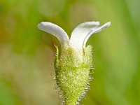 Saxifraga androsacea 9, Saxifraga-Sonja Bouwman  Scree saxifrage - Saxifraga androsace - Saxifragaceae familie