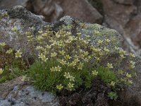 Saxifraga aspera 10, Saxifraga-Luuk Vermeer