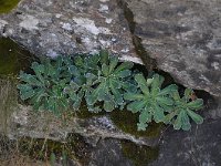 Saxifraga bryoides 25, Saxifraga-Harry Jans