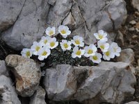 Saxifraga burseriana