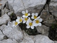 Saxifraga burseriana 10, Saxifraga-Luuk Vermeer