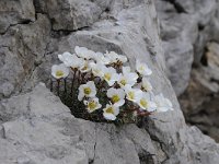 Saxifraga burseriana 12, Saxifraga-Luuk Vermeer