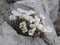 Saxifraga burseriana 13, Saxifraga-Luuk Vermeer