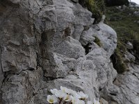 Saxifraga burseriana 14, Saxifraga-Luuk Vermeer