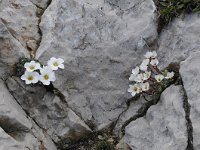 Saxifraga burseriana 15, Saxifraga-Luuk Vermeer