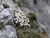 Saxifraga burseriana 16, Saxifraga-Luuk Vermeer