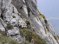 Saxifraga burseriana 17, Saxifraga-Luuk Vermeer