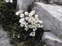 Saxifraga burseriana 18, Saxifraga-Luuk Vermeer