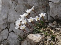 Saxifraga burseriana 19, Saxifraga-Luuk Vermeer