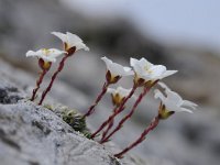 Saxifraga burseriana 2, Saxifraga-Luuk Vermeer