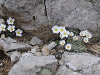 Saxifraga burseriana 20, Saxifraga-Luuk Vermeer