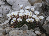 Saxifraga burseriana 21, Saxifraga-Luuk Vermeer