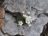 Saxifraga burseriana 22, Saxifraga-Luuk Vermeer