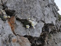 Saxifraga burseriana 23, Saxifraga-Luuk Vermeer