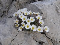 Saxifraga burseriana 24, Saxifraga-Luuk Vermeer