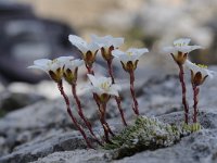 Saxifraga burseriana 3, Saxifraga-Luuk Vermeer