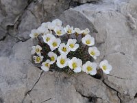 Saxifraga burseriana 4, Saxifraga-Luuk Vermeer