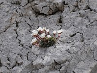 Saxifraga burseriana 5, Saxifraga-Luuk Vermeer