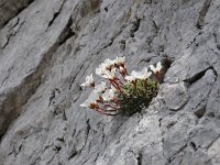 Saxifraga burseriana 6, Saxifraga-Luuk Vermeer