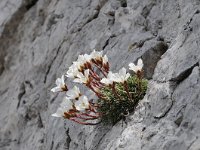 Saxifraga burseriana 7, Saxifraga-Luuk Vermeer