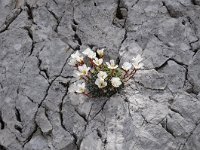 Saxifraga burseriana 8, Saxifraga-Luuk Vermeer