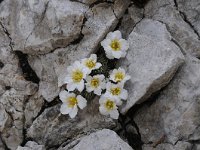 Saxifraga burseriana 9, Saxifraga-Luuk Vermeer