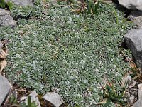 Saxifraga caesia 21, Saxifraga-Harry Jans