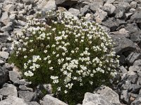 Saxifraga canaliculata