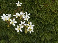 Saxifraga canaliculata 10, Saxifraga-Jan van der Straaten