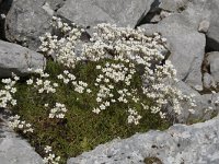 Saxifraga canaliculata 3, Saxifraga-Willem van Kruijsbergen