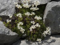 Saxifraga canaliculata 4, Saxifraga-Willem van Kruijsbergen