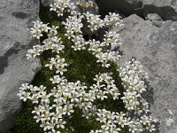 Saxifraga canaliculata 5, Saxifraga-Willem van Kruijsbergen